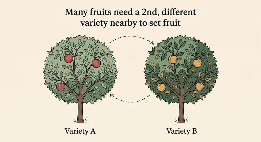 Illustration of a fruit tree showing that many fruits need a second, different variety nearby to set fruit
