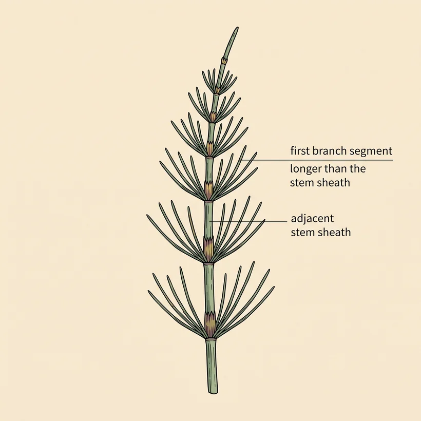 Field horsetail identifying features