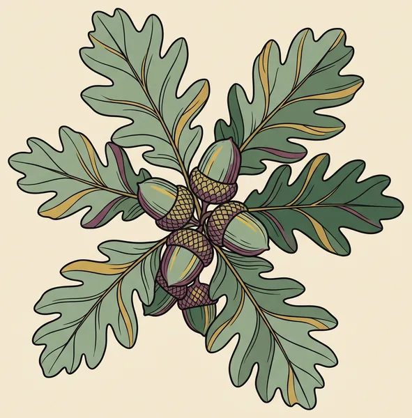 Botanical illustration of an oak branch with lobed leaves and acorns